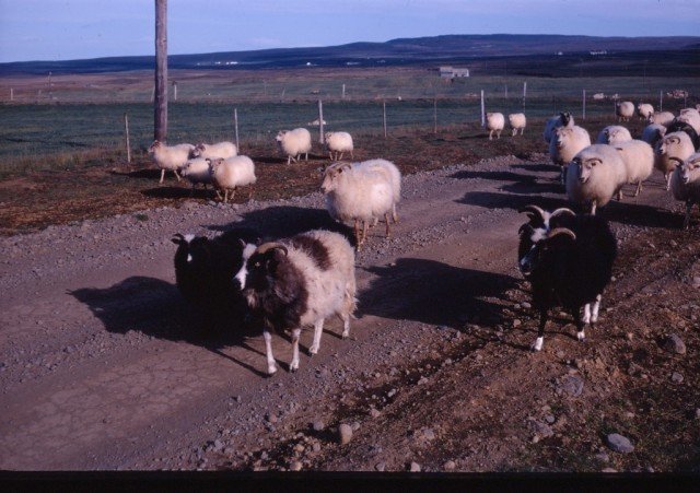 f-reki-heim-fr-eystareikjum-lj-smynd-indri-i-j-nsson-ytra-fjalli-.jpg