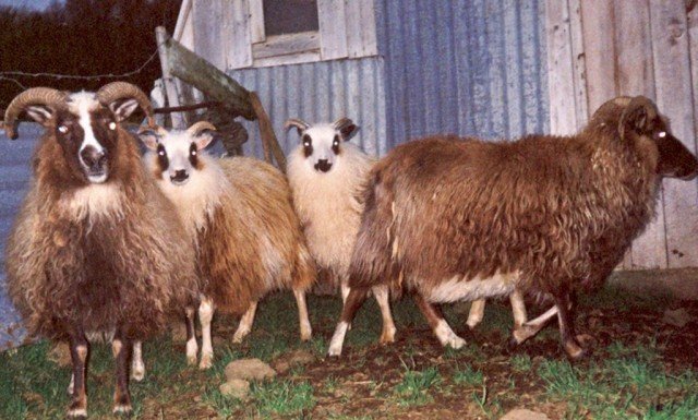 forystu-r-fr-kraunast-um.jpg