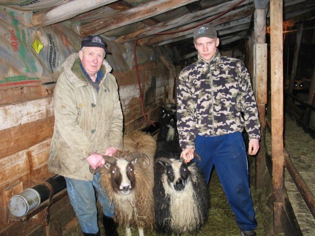 j-n-lafsson-og-bj-rgvin-vi-arsson-kraunast-um-me-forystugimbrar.jpg