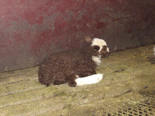 lamb-spreingju.jpg