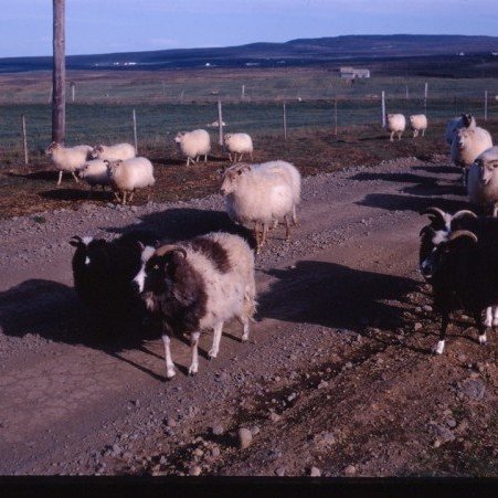 f-reki-heim-fr-eystareikjum-lj-smynd-indri-i-j-nsson-ytra-fjalli