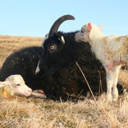 fora-sem-a-alsteinn-baldursson-henni-fylgir-ttartal-lj-smynd-a-alsteinn-baldursson