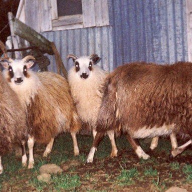 forystu-r-fr-kraunast-um