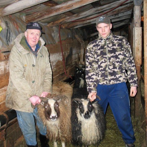 j-n-lafsson-og-bj-rgvin-vi-arsson-kraunast-um-me-forystugimbrar.jpg