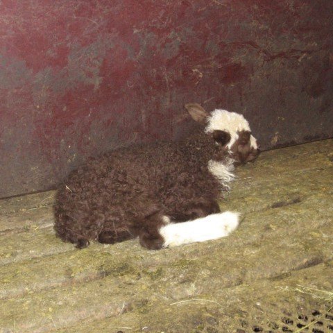 lamb-spreingju.jpg