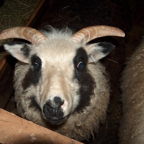 asta_spitali-4-of-40