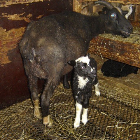 stjarna-undan-flugu-k-ri-og-kvika