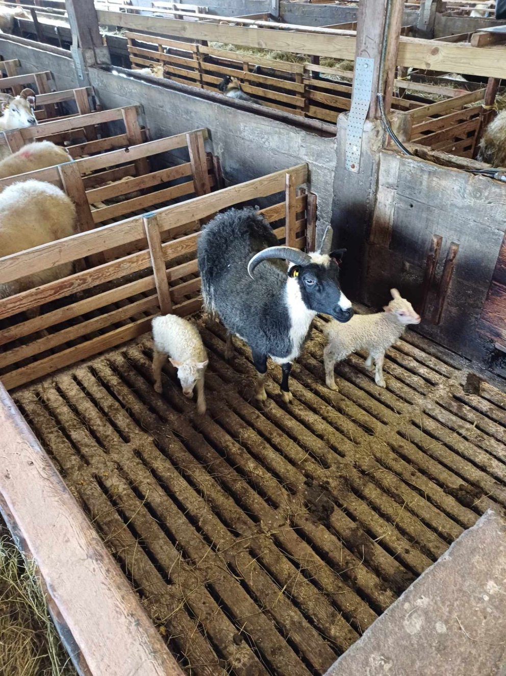 Forystuærin með blendingana sína tvo.