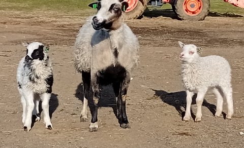 Tása 19-900 í Hafrafellstungu með lömbin sín, mislitan hrút og hvíta gimbur. Hrúturinn er eina misli…