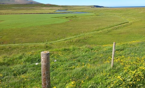 Sumarblíða í Þistilfirði.