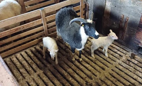 Forystuærin með blendingana sína tvo.