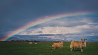 Sögur af forystufé